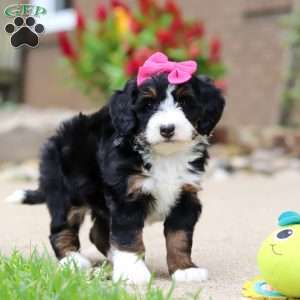 Lemonade, Mini Bernedoodle Puppy